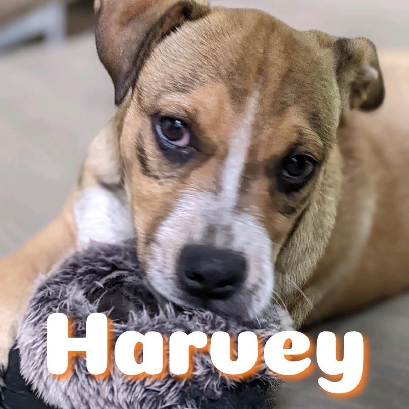 Harvey