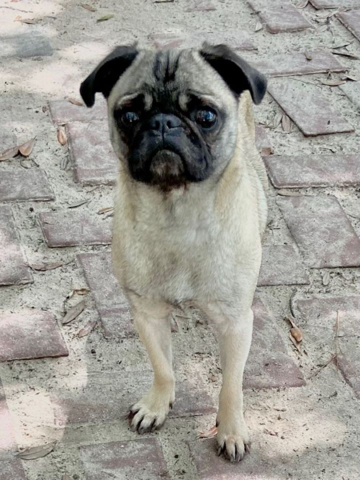 Petfinder pug hot sale