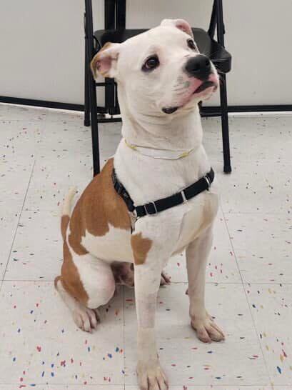 Django, an adoptable Pit Bull Terrier Mix in Rochester, NY_image-2