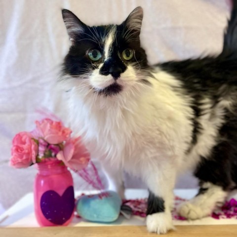 BooYa, an adoptable Domestic Long Hair in Middletown, NY_image-1