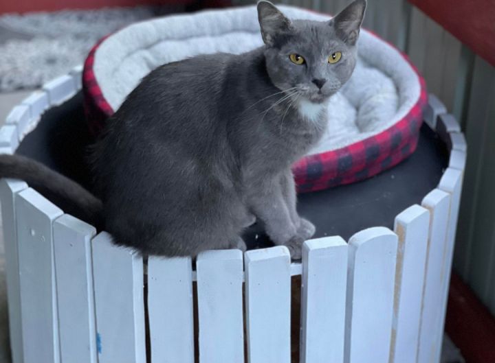 Moon, an adoptable Dilute Calico Mix in North Vernon, IN_image-2