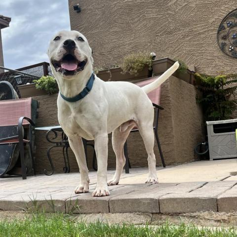 Wiley, an adoptable American Bulldog & Staffordshire Bull Terrier Mix in Phoenix, AZ_image-4