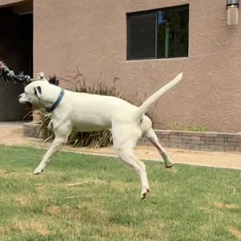 Wiley, an adoptable American Bulldog & Staffordshire Bull Terrier Mix in Phoenix, AZ_image-5