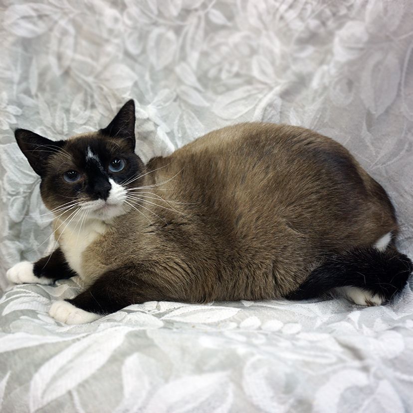 Mimi..... d, an adoptable Siamese, Snowshoe in Pacific Palisades, CA, 90272 | Photo Image 2