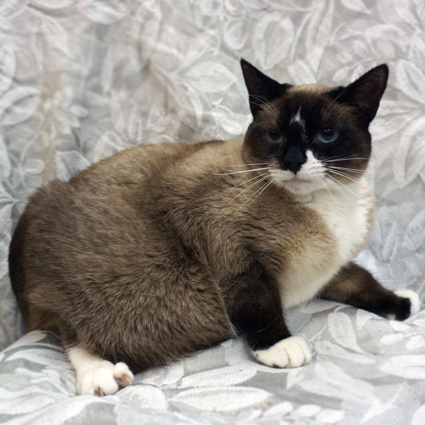 Mimi..... d, an adoptable Siamese, Snowshoe in Pacific Palisades, CA, 90272 | Photo Image 3