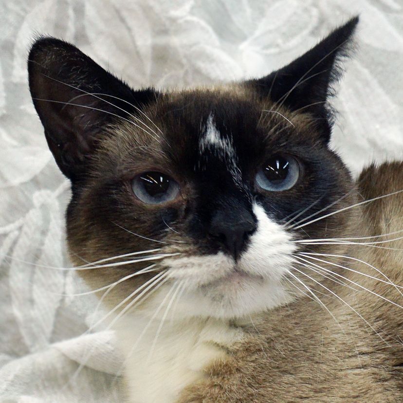 Mimi..... d, an adoptable Siamese, Snowshoe in Pacific Palisades, CA, 90272 | Photo Image 1