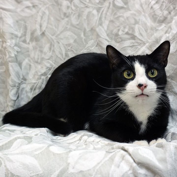 Milo ..... b, an adoptable Tuxedo & Siamese Mix in Pacific Palisades, CA_image-5