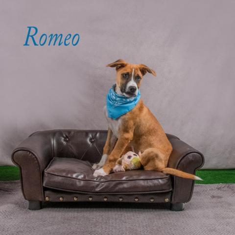 Romeo 06-3074