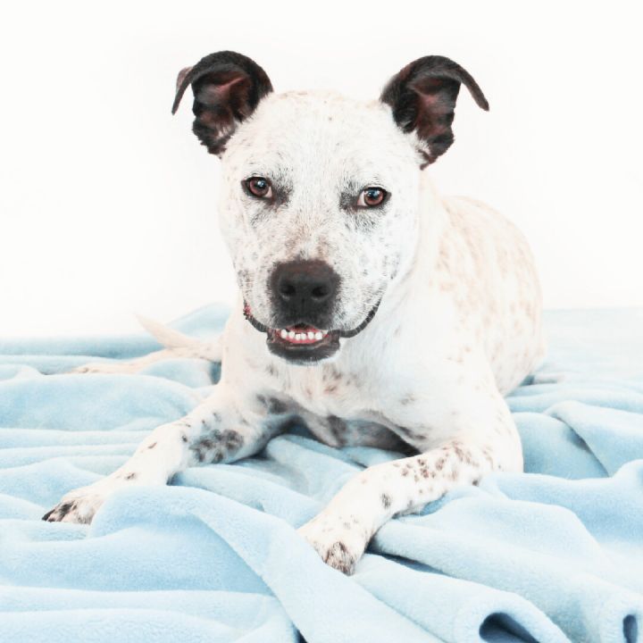 Pumpkin, an adoptable Pit Bull Terrier & Cattle Dog Mix in Clovis, CA_image-1