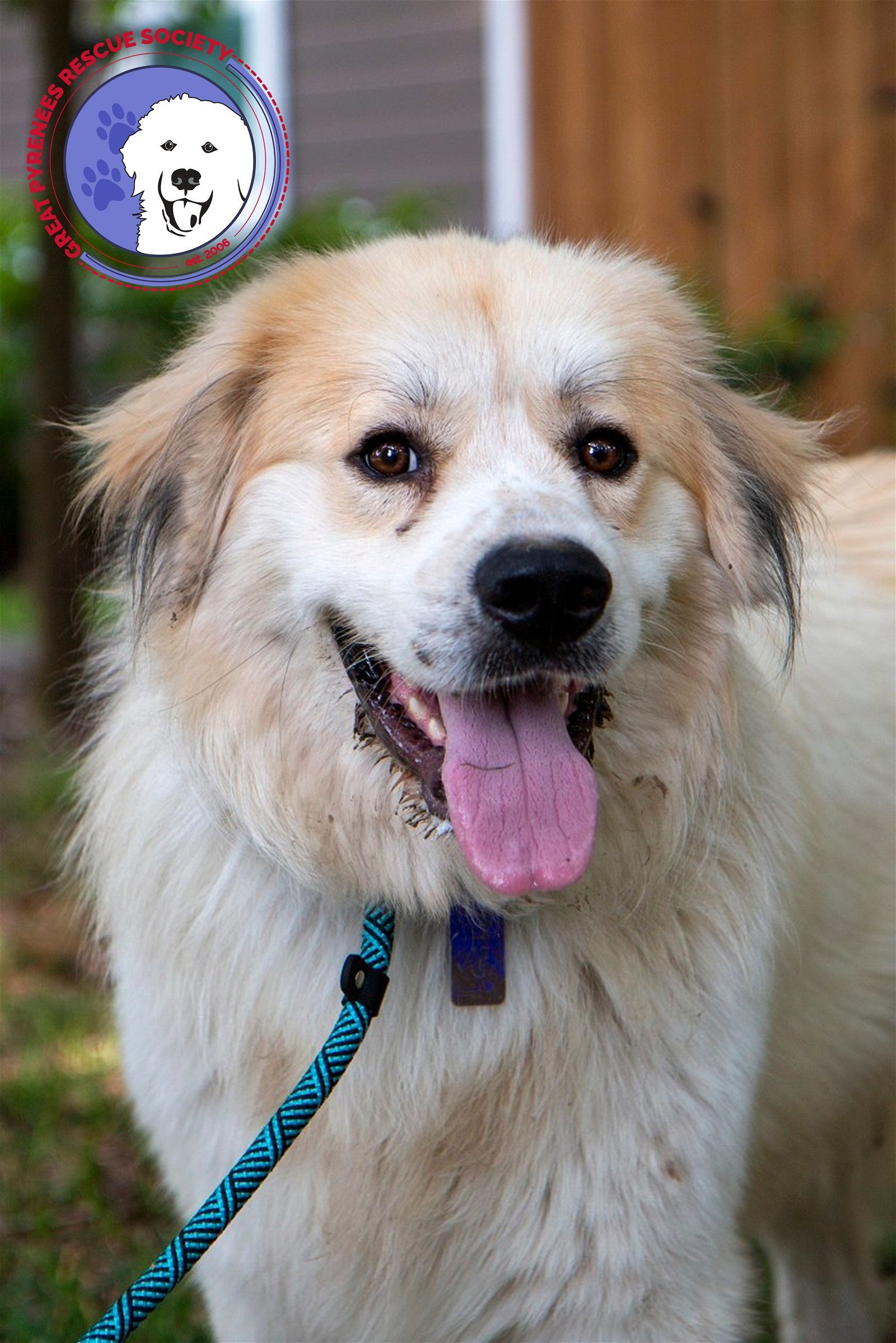 Gibbs, an adoptable Great Pyrenees, Australian Shepherd in Arlington, WA, 98223 | Photo Image 1