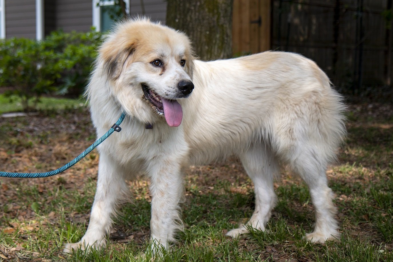 Gibbs, an adoptable Great Pyrenees, Australian Shepherd in Arlington, WA, 98223 | Photo Image 2