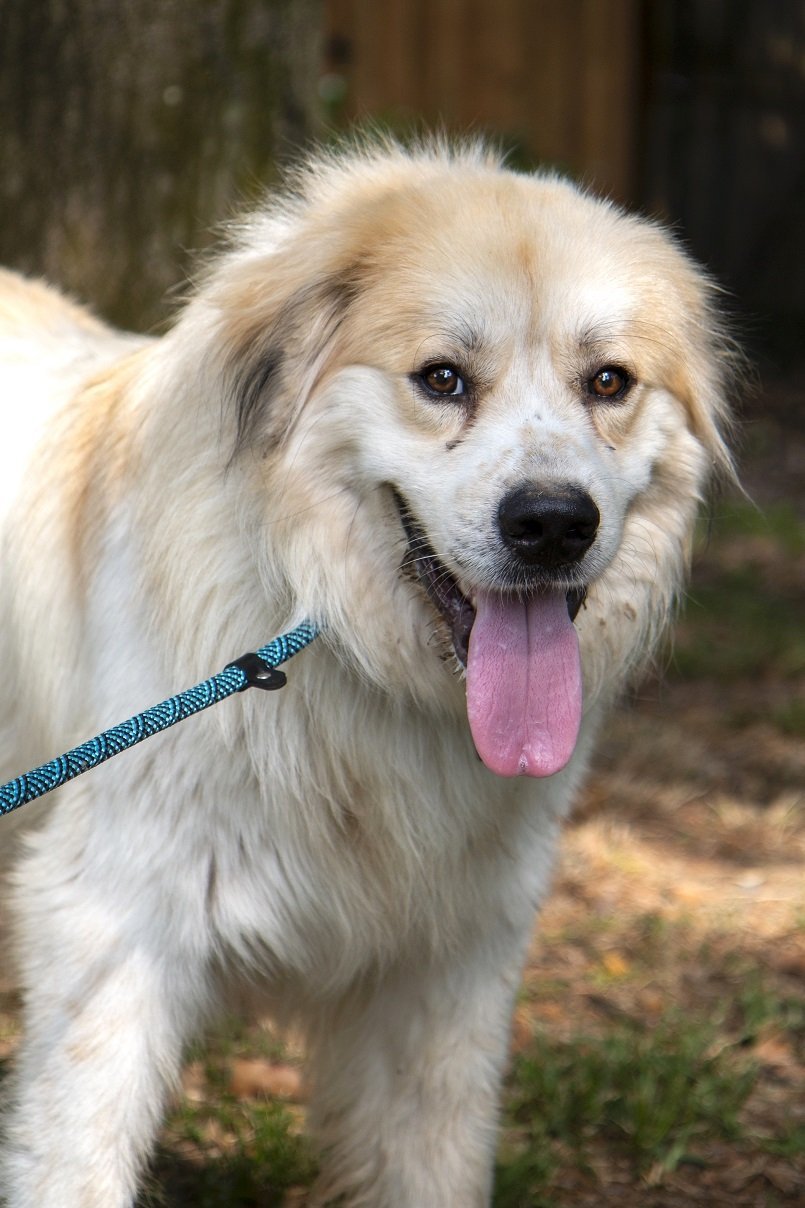 Gibbs, an adoptable Great Pyrenees, Australian Shepherd in Arlington, WA, 98223 | Photo Image 3