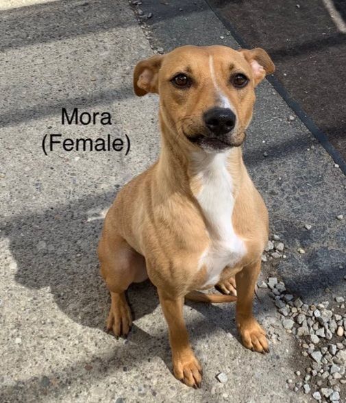 Mora, an adoptable Cattle Dog Mix in Amelia, OH_image-3