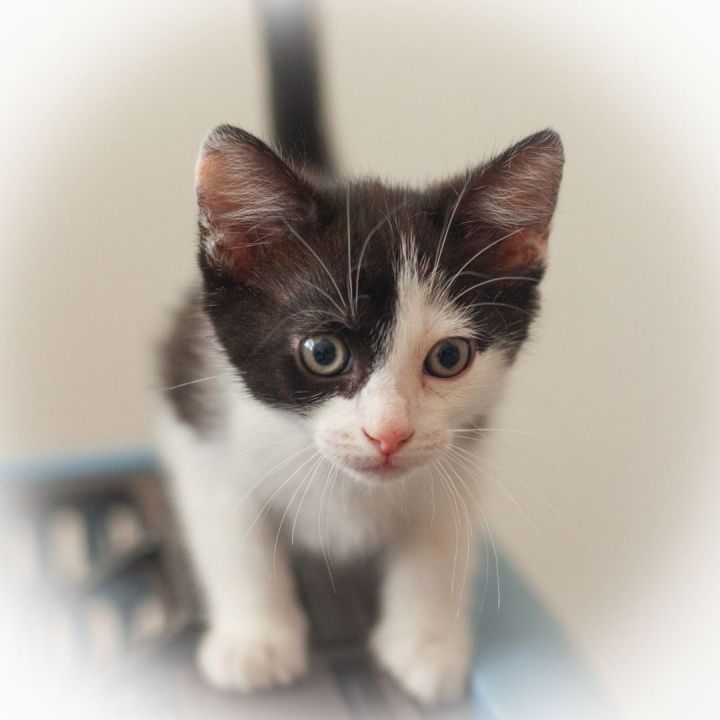 Fergus, an adopted Domestic Short Hair in Ponte Vedra, FL_image-4