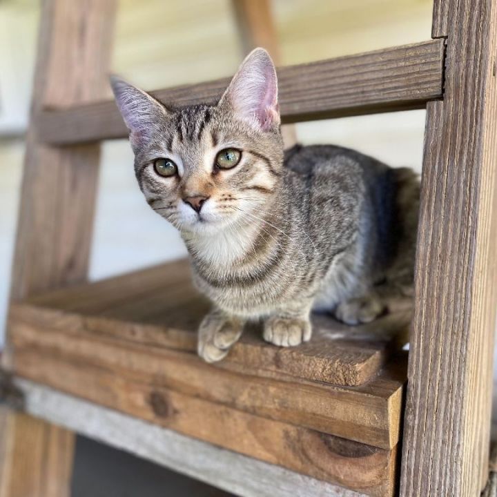 Leah, an adopted Domestic Short Hair in Carencro, LA_image-3