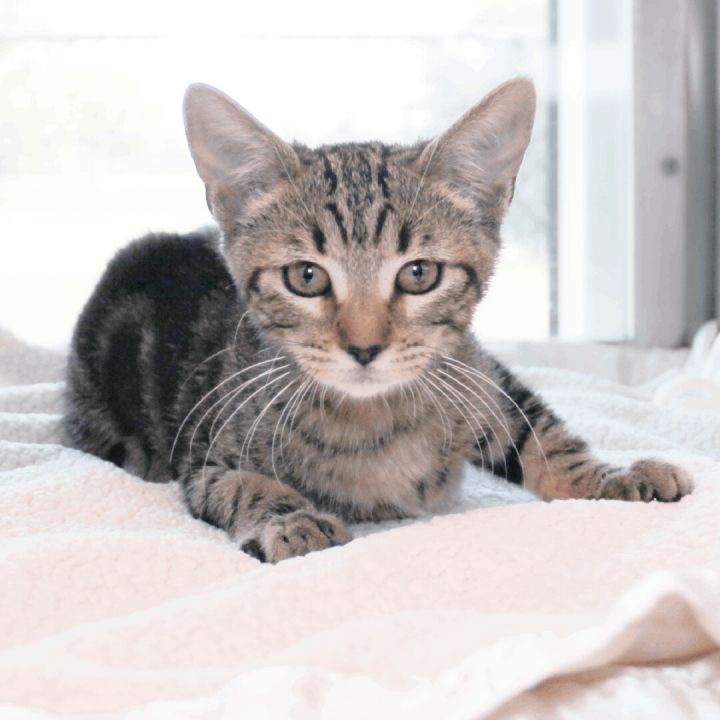 Summer, an adopted Domestic Short Hair Mix in Clovis, CA_image-1