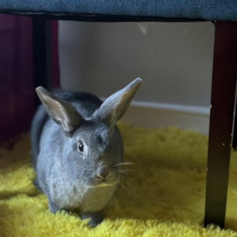Tiberius, an adoptable Bunny Rabbit in Richmond, CA_image-1