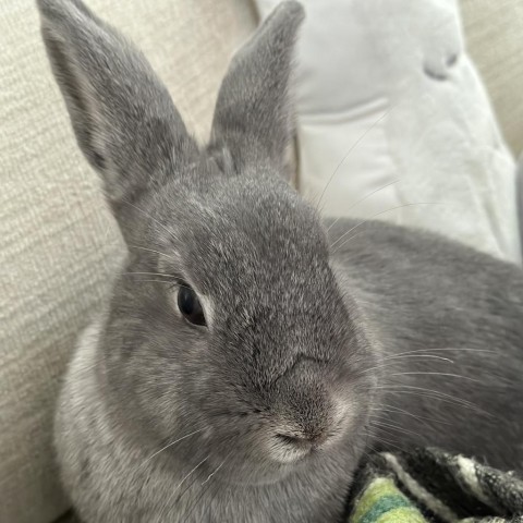Tiberius, an adoptable Bunny Rabbit in Richmond, CA_image-6