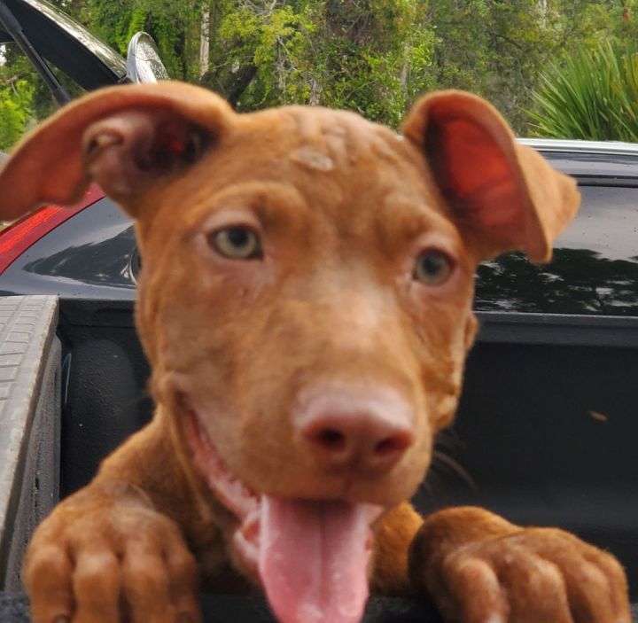 Minnie, an adoptable American Staffordshire Terrier Mix in Saint Augustine, FL_image-3