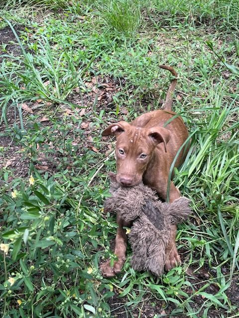 Minnie, an adoptable American Staffordshire Terrier Mix in Saint Augustine, FL_image-5