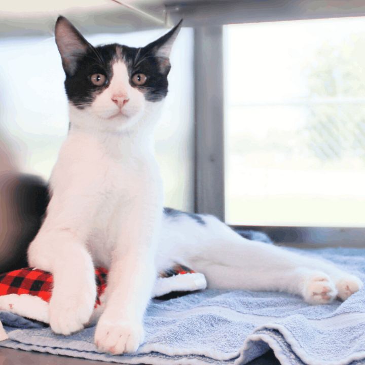 August, an adopted Domestic Short Hair Mix in Clovis, CA_image-1