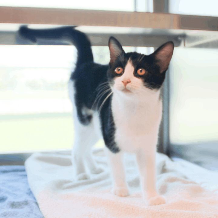 September, an adopted Domestic Short Hair Mix in Clovis, CA_image-1