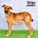 STRIPE's profile on Petfinder.com