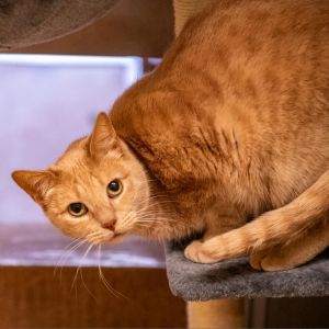 Chloe Domestic Short Hair Cat