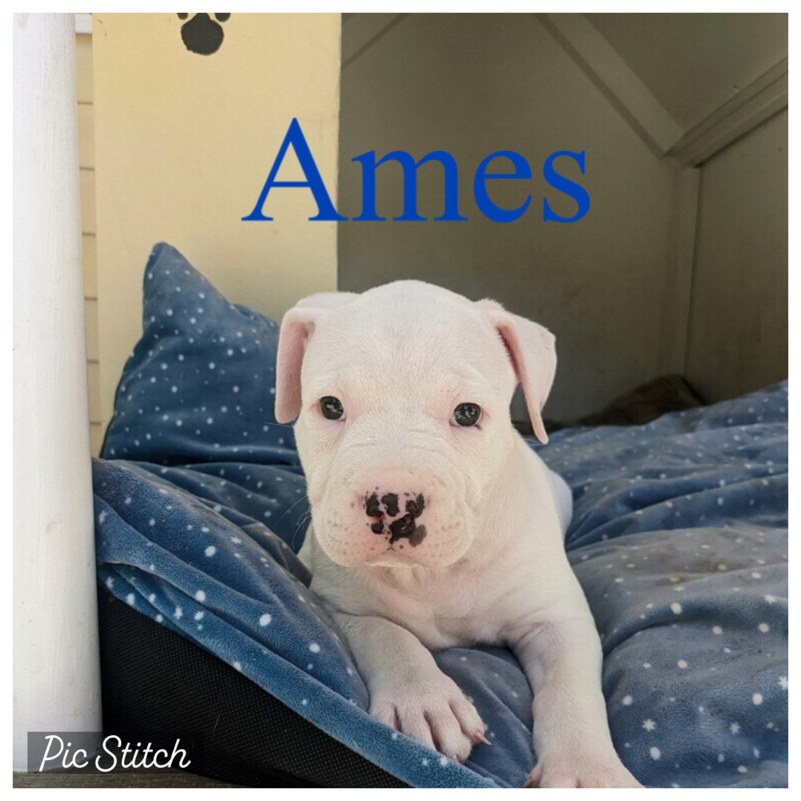 Ames