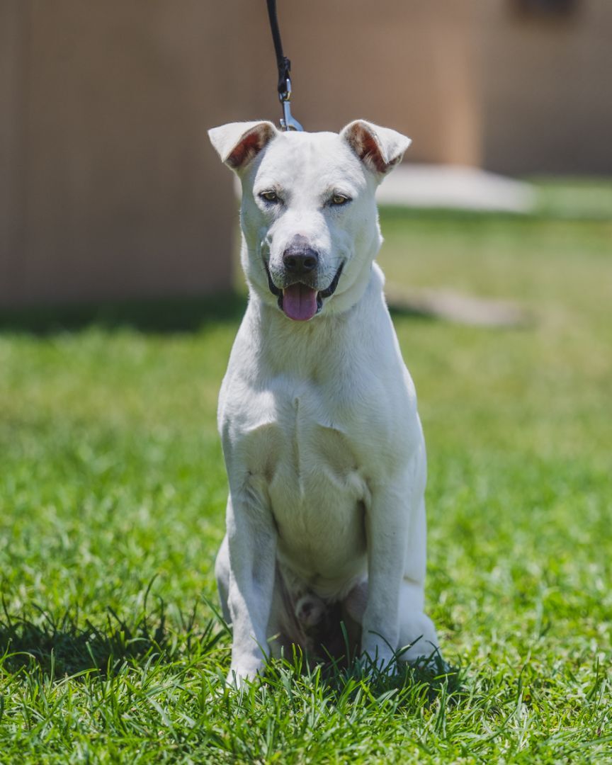 Rocky - TRAINED DOG