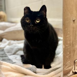 My name is Steele was rescued from a tough life on the streets by a Good Samaritan Im still shy