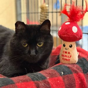My name is Steele was rescued from a tough life on the streets by a Good Samaritan Im still shy
