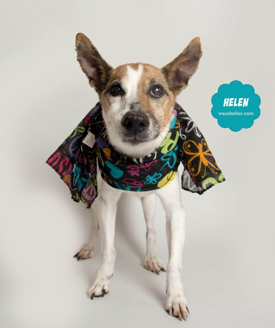 HELEN (Geriatric Jack Russell mix)