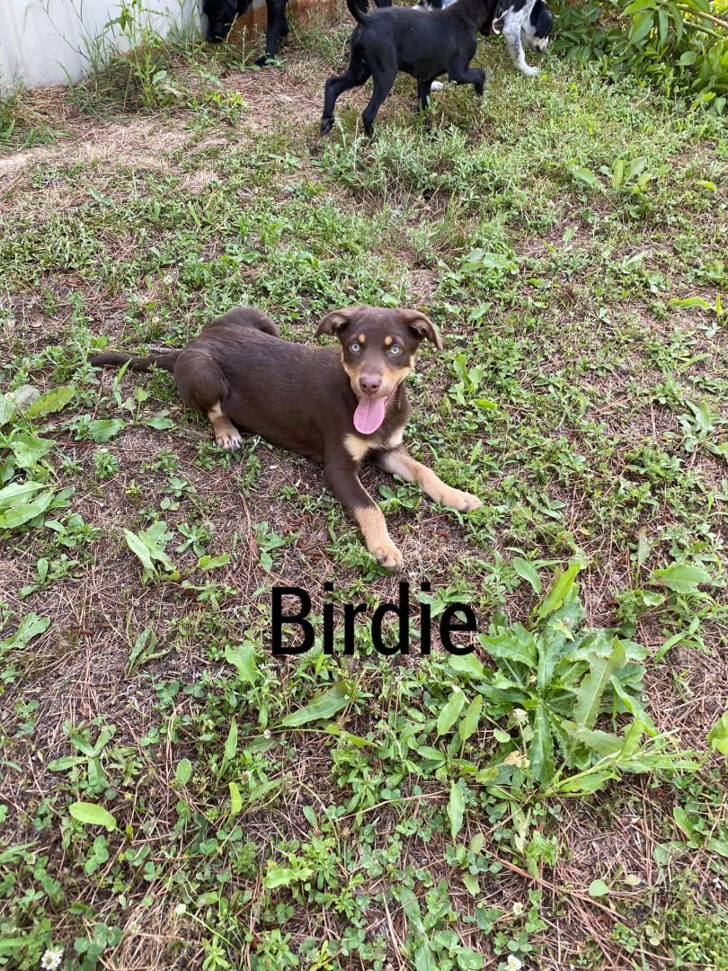 Birdie