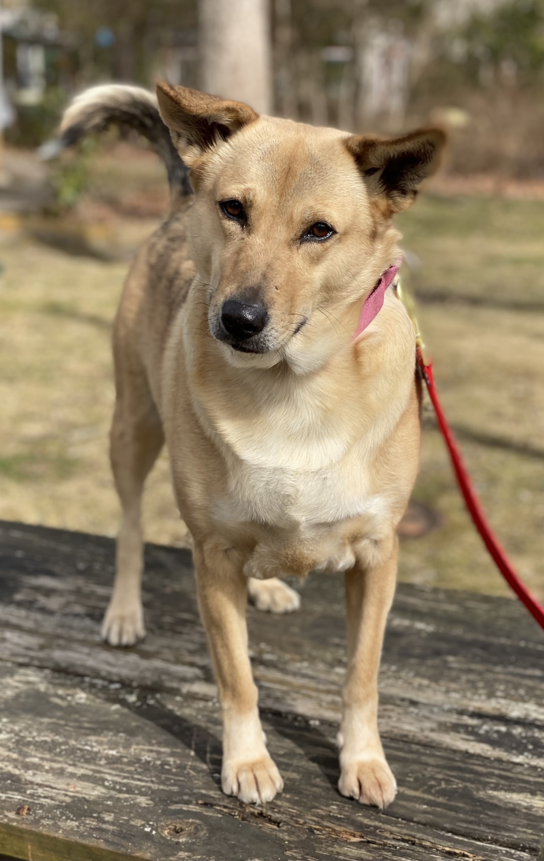 Ophelia, an adoptable Shepherd in Calverton, NY, 11933 | Photo Image 1