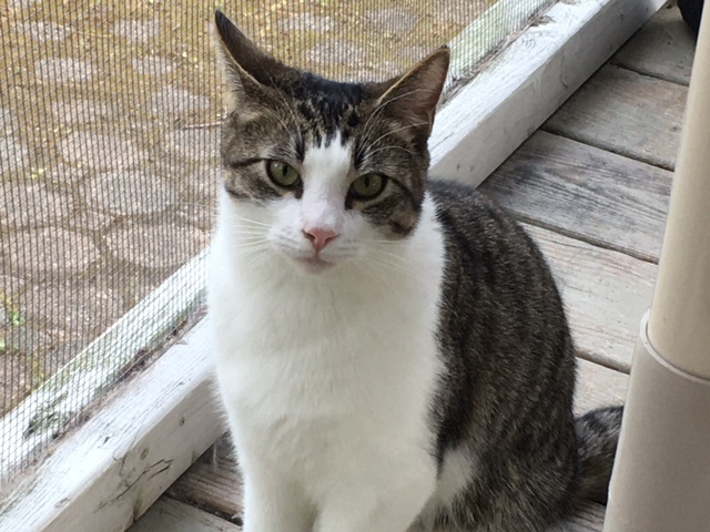 Pluto, an adoptable Domestic Short Hair in Calverton, NY, 11933 | Photo Image 1