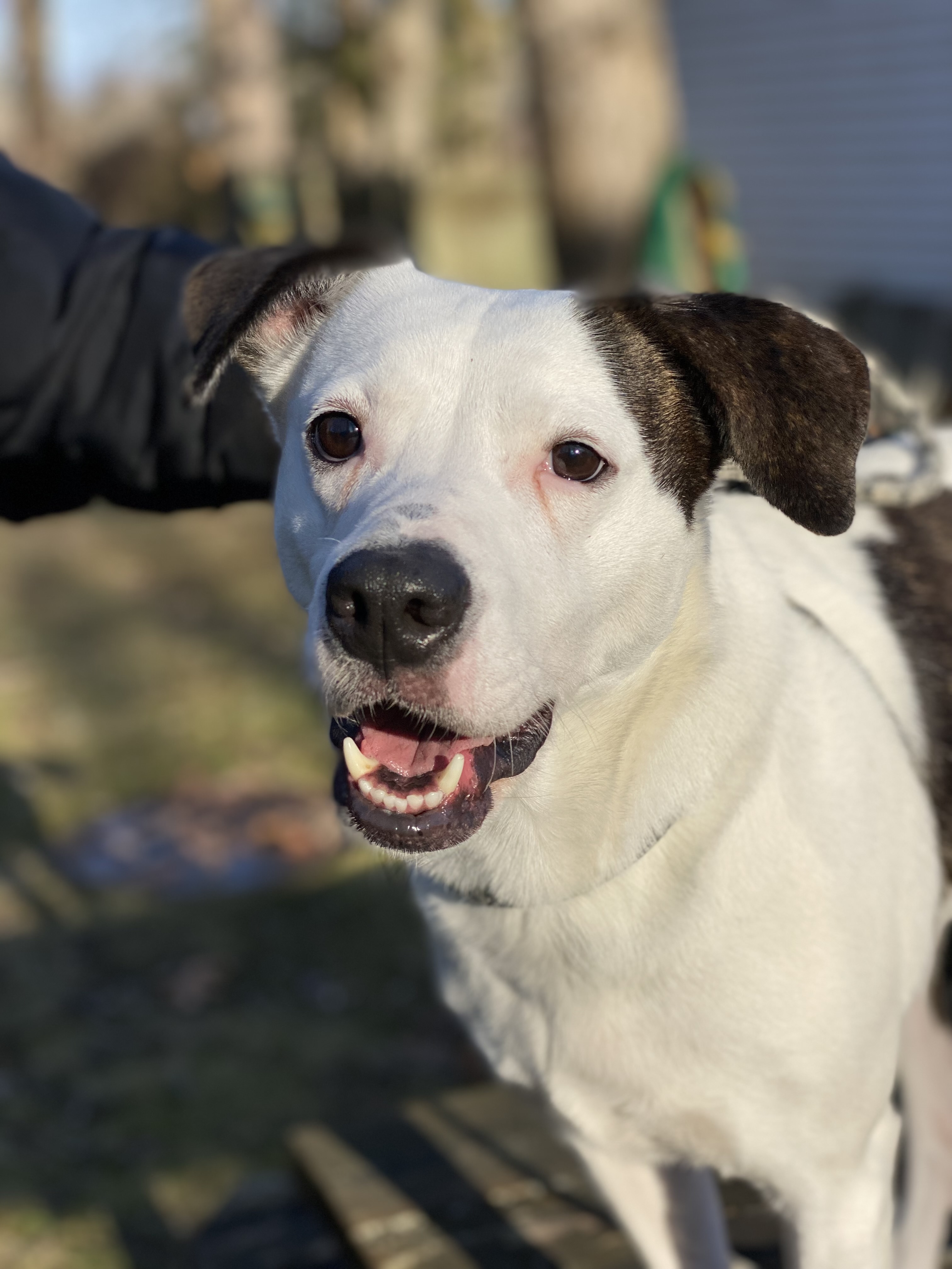 Lilly, an adoptable Terrier in Calverton, NY, 11933 | Photo Image 1