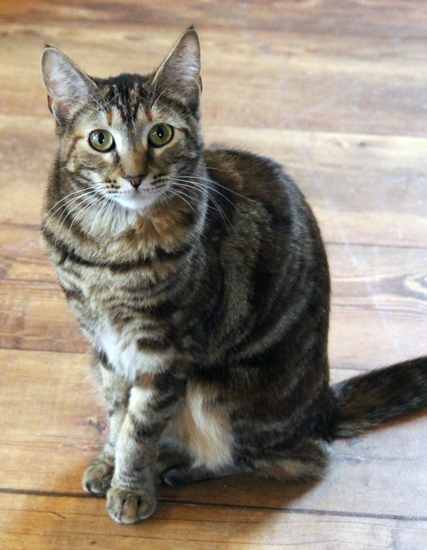 Nora, an adoptable Domestic Short Hair in Calverton, NY, 11933 | Photo Image 1