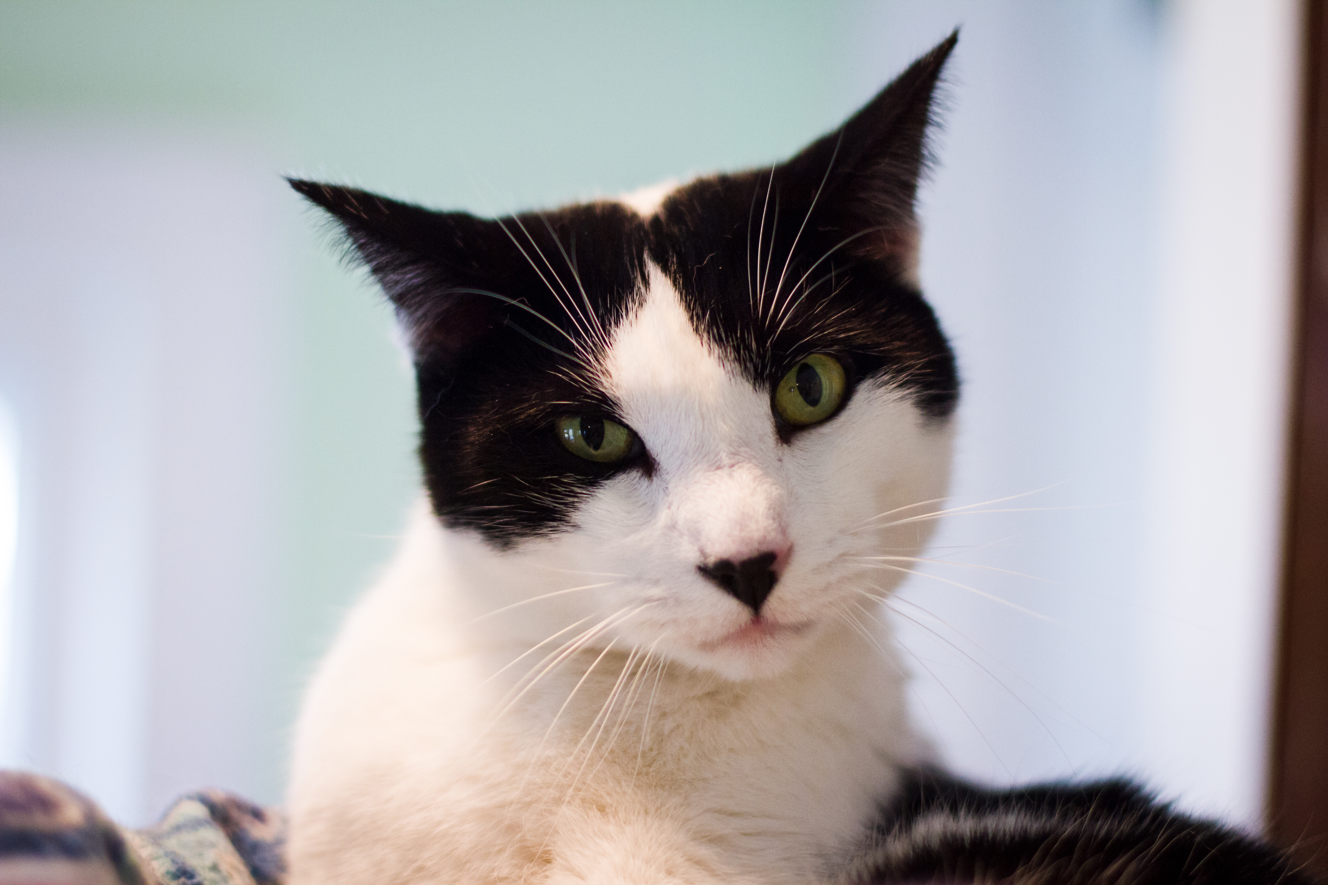 Chad, an adoptable Domestic Short Hair in Calverton, NY, 11933 | Photo Image 1