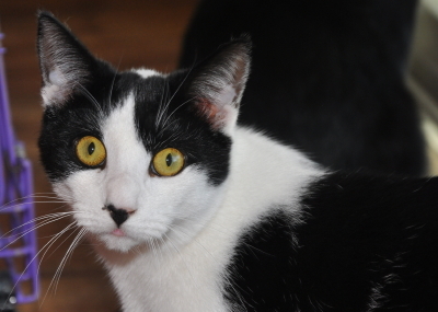 Chad, an adoptable Domestic Short Hair in Calverton, NY, 11933 | Photo Image 3