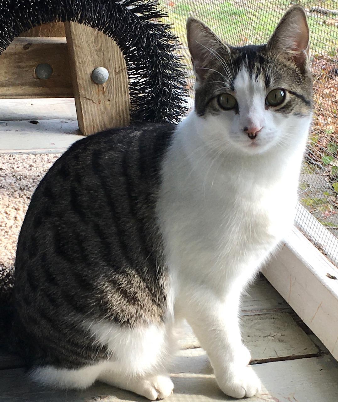 Eros, an adoptable Domestic Short Hair in Calverton, NY, 11933 | Photo Image 2