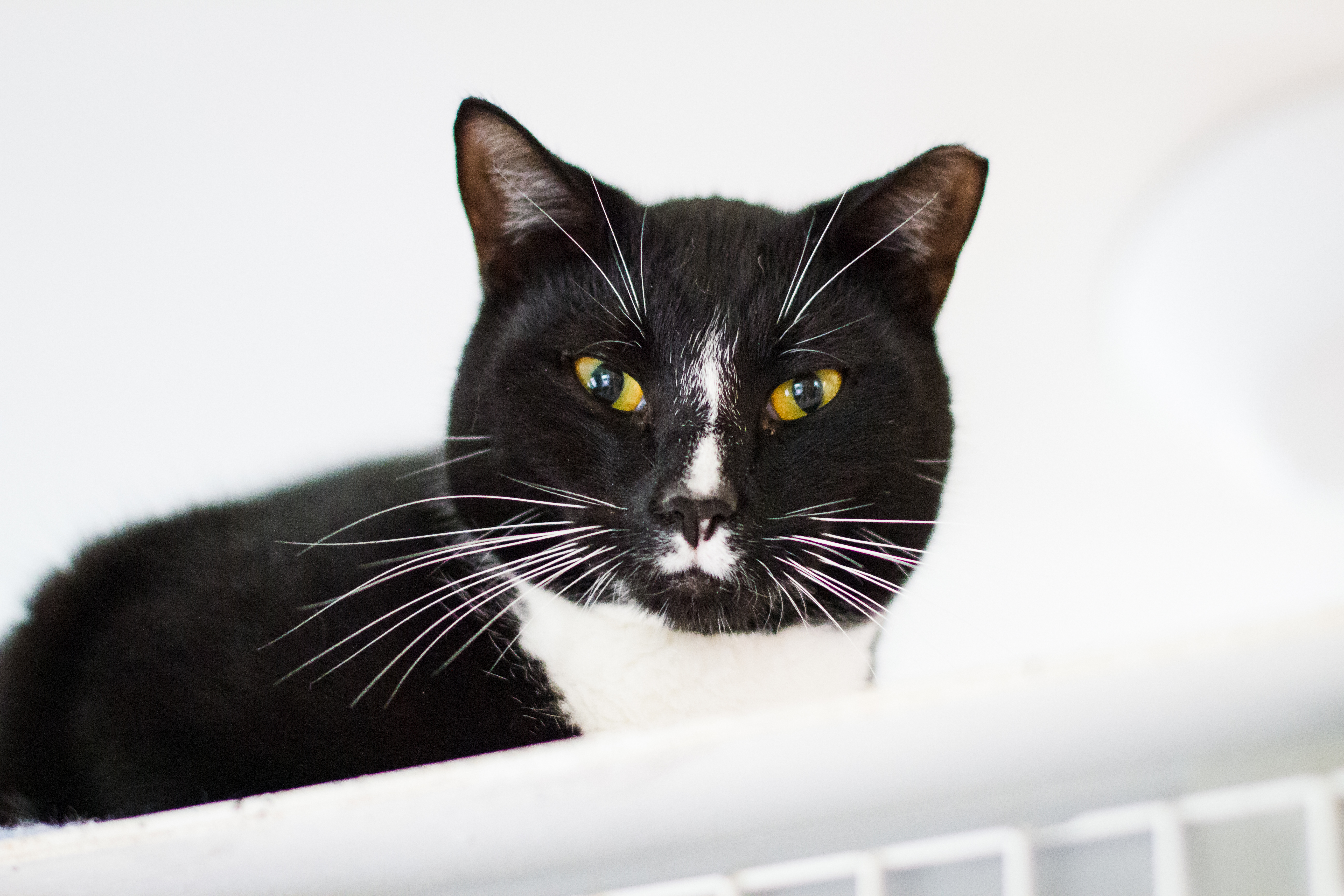 Wizzie, an adoptable Domestic Short Hair in Calverton, NY, 11933 | Photo Image 1