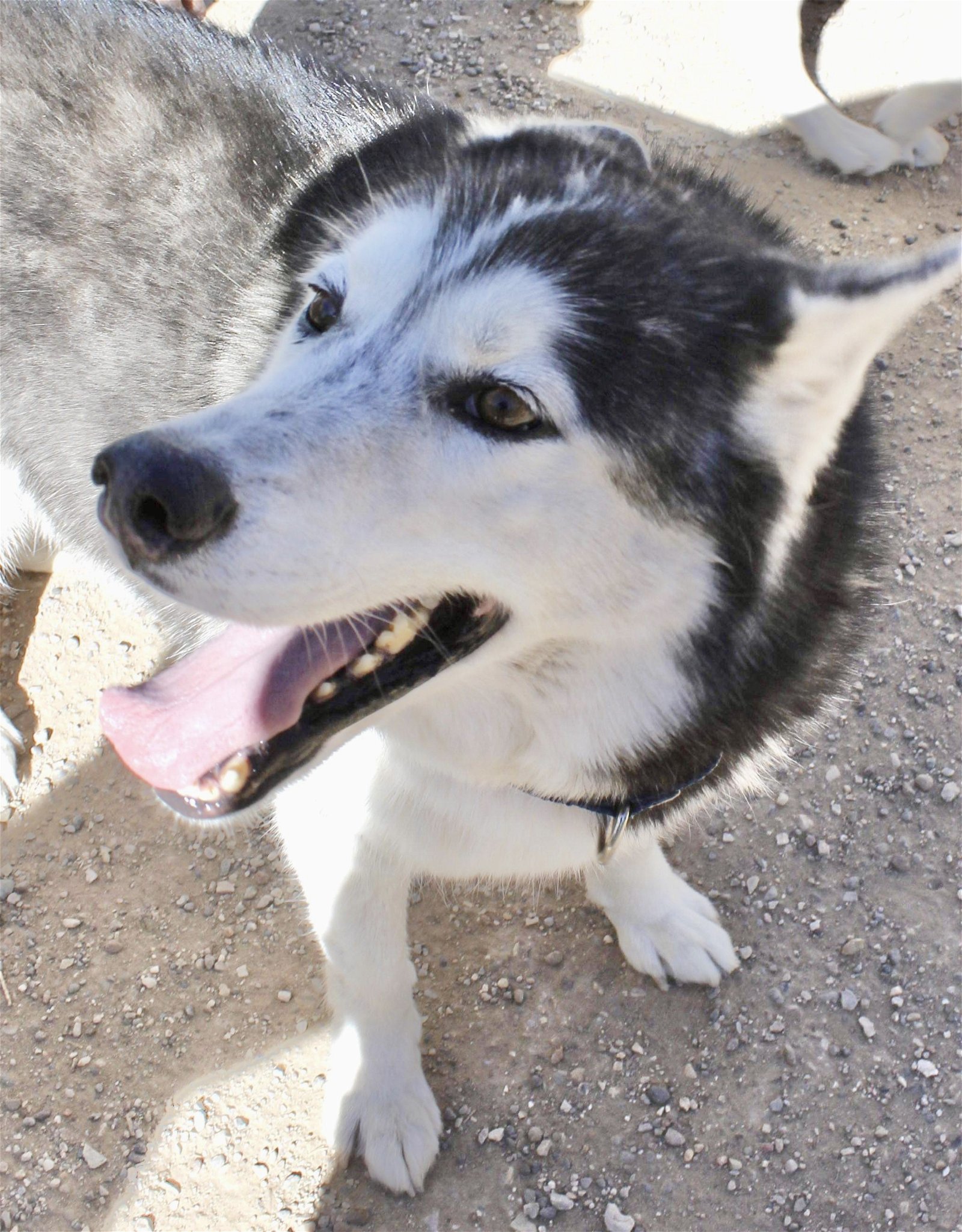 Link, an adoptable Siberian Husky in Cedar Crest, NM, 87008 | Photo Image 1