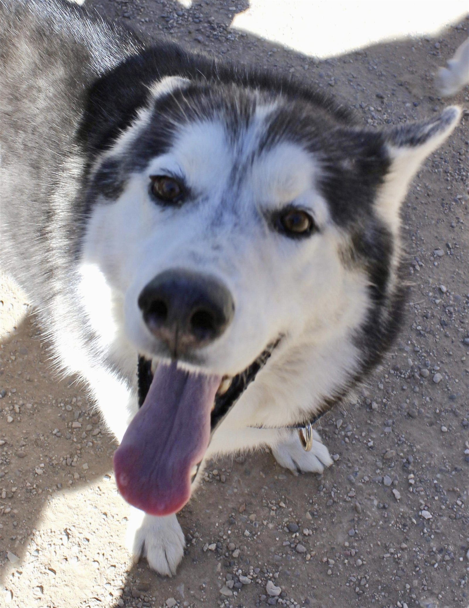 Link, an adoptable Siberian Husky in Cedar Crest, NM, 87008 | Photo Image 3