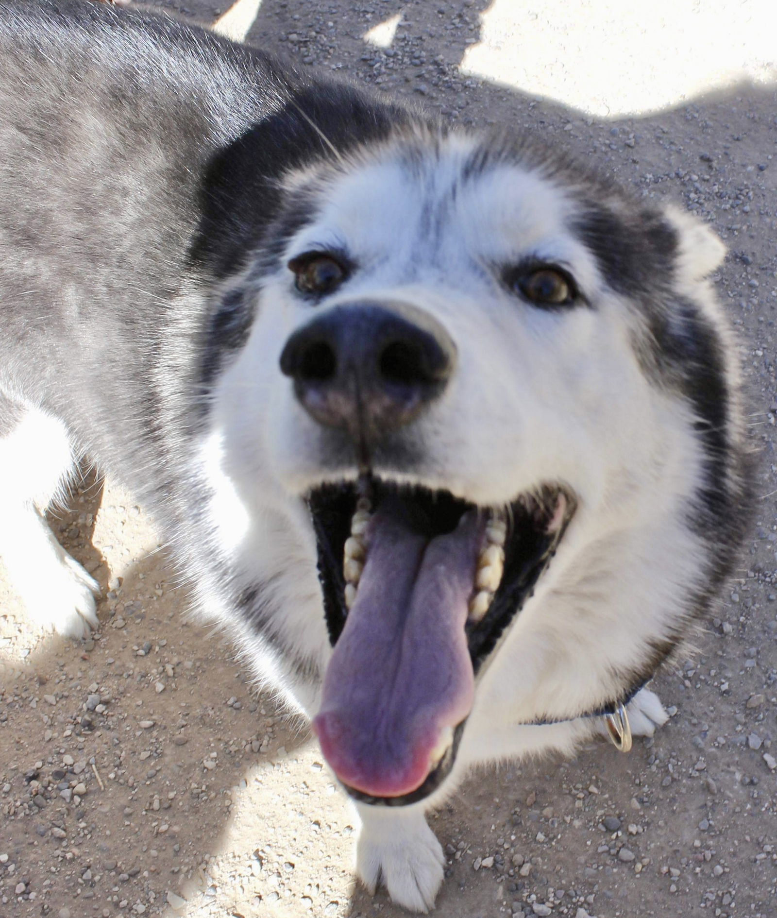 Link, an adoptable Siberian Husky in Cedar Crest, NM, 87008 | Photo Image 3