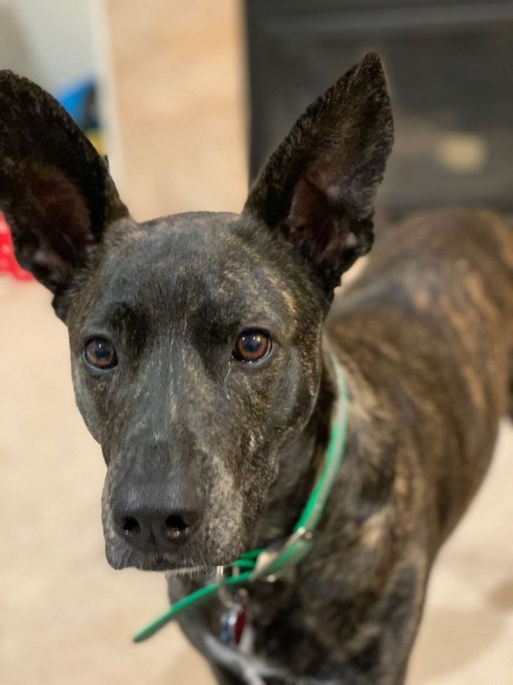 Dog for adoption - Boomer, a Shepherd in Plymouth, MN | Petfinder