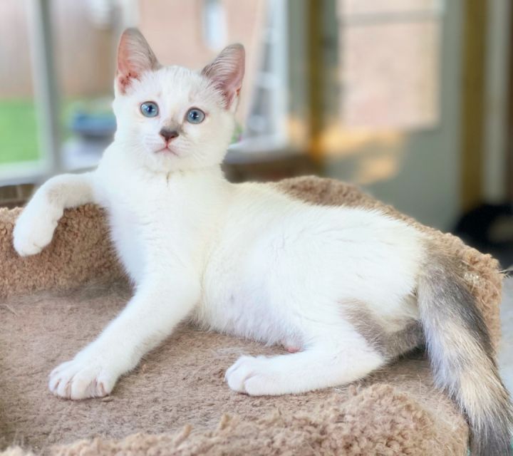 WASABI, an adopted Siamese in Tyler, TX_image-4