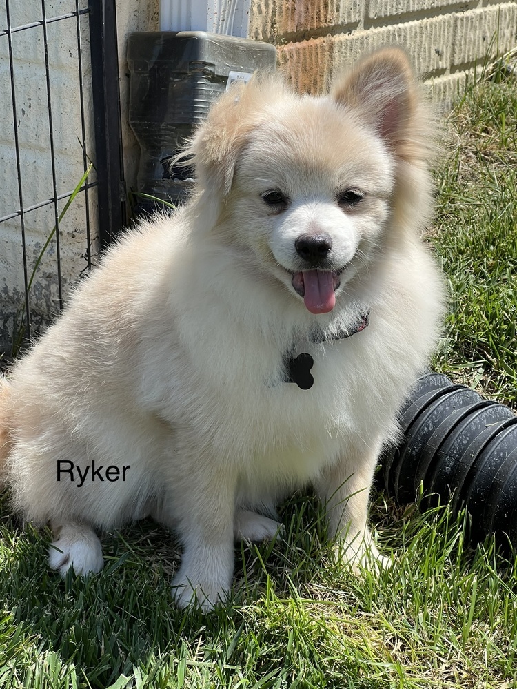 Pomeranian - Ryker