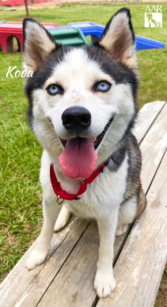 Koda