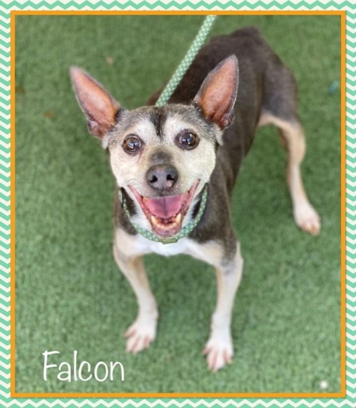 Falcon NEEDS FOSTER by 7/5